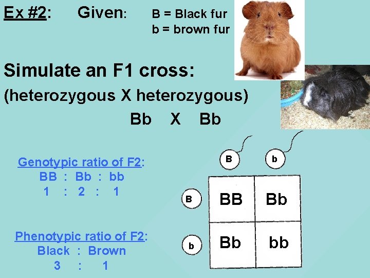 Ex #2: Given: B = Black fur b = brown fur Simulate an F