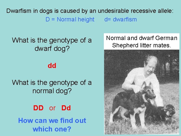 Dwarfism in dogs is caused by an undesirable recessive allele: D = Normal height