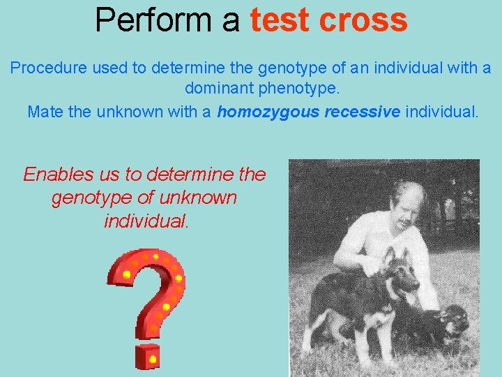 Perform a test cross Procedure used to determine the genotype of an individual with