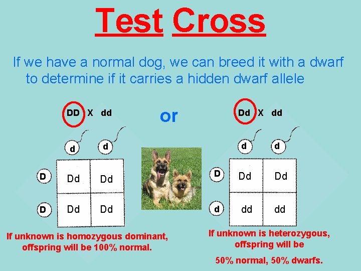 Test Cross If we have a normal dog, we can breed it with a