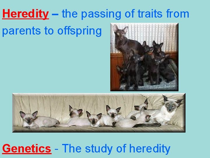 Heredity – the passing of traits from parents to offspring Genetics - The study