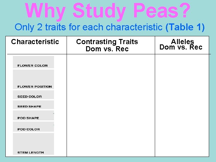 Why Study Peas? Only 2 traits for each characteristic (Table 1) Characteristic Contrasting Traits