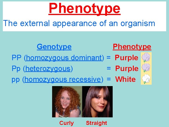 Phenotype The external appearance of an organism Genotype Phenotype PP (homozygous dominant) = Purple