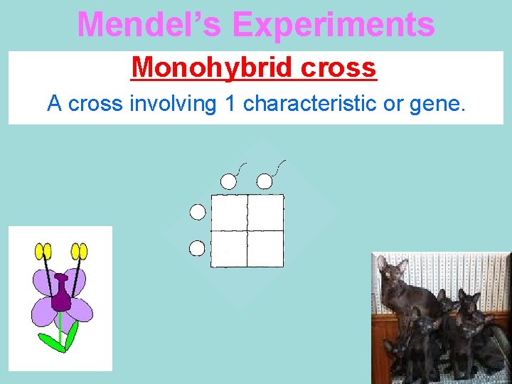 Mendel’s Experiments Monohybrid cross A cross involving 1 characteristic or gene. 
