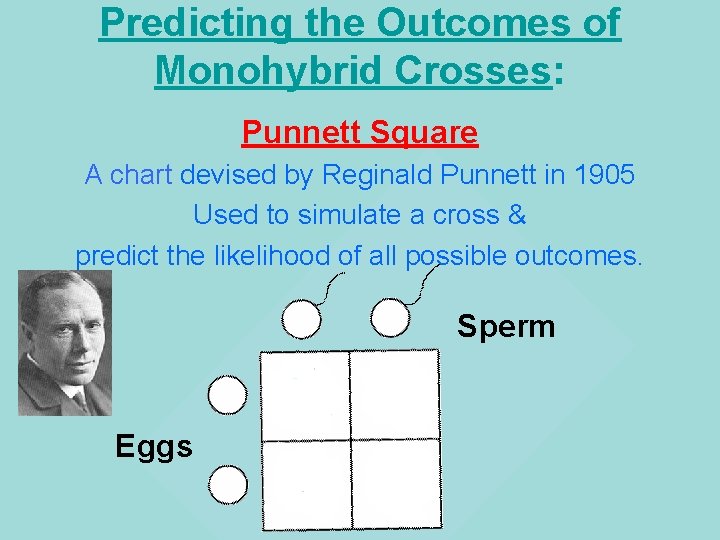 Predicting the Outcomes of Monohybrid Crosses: Punnett Square A chart devised by Reginald Punnett