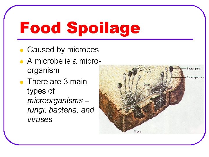 Food Spoilage l l l Caused by microbes A microbe is a microorganism There