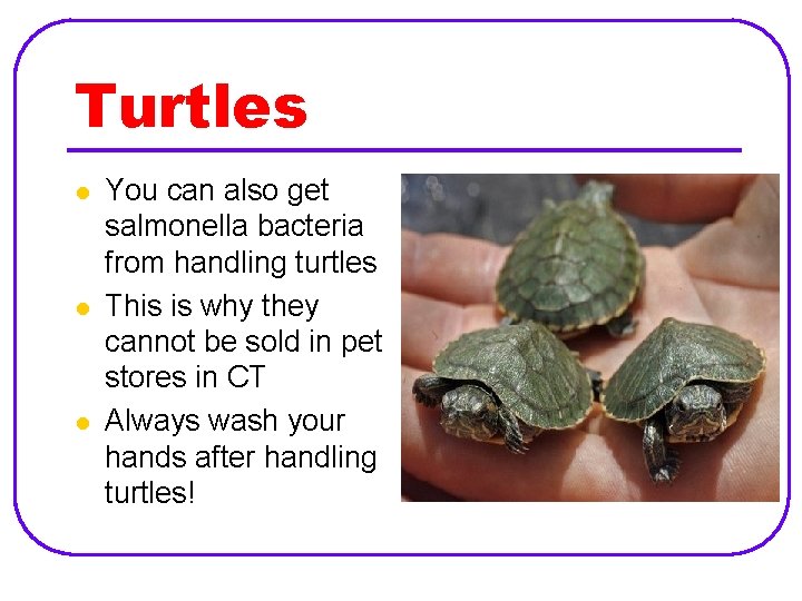 Turtles l l l You can also get salmonella bacteria from handling turtles This