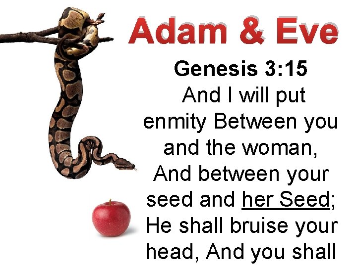 Adam & Eve Genesis 3: 15 And I will put enmity Between you and