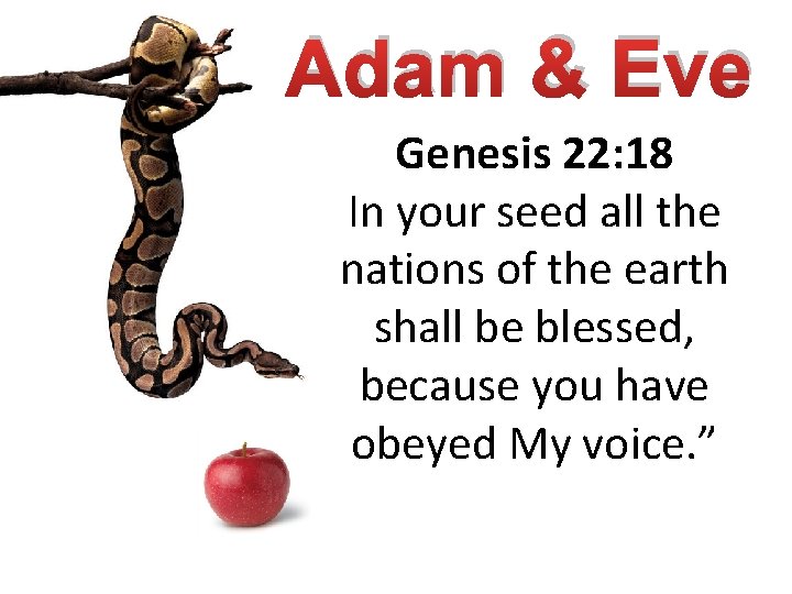Adam & Eve Genesis 22: 18 In your seed all the nations of the