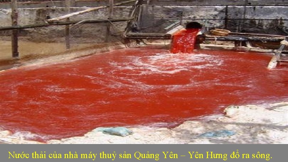 Nước thải của nhà máy thuỷ sản Quảng Yên – Yên Hưng đổ ra