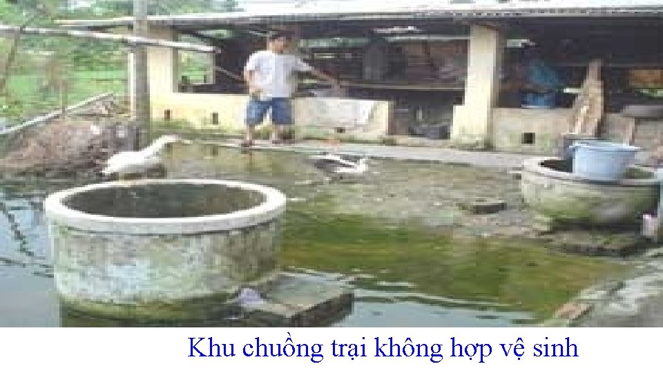 Khu chuồng trại không hợp vệ sinh 