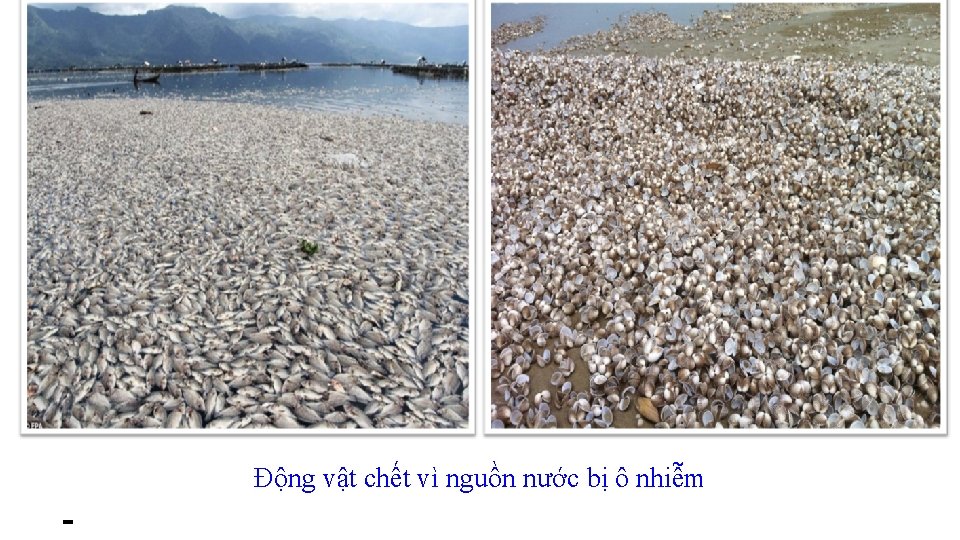 Động vật chết vì nguồn nước bị ô nhiễm Ô nhiễm sông Sài Gòn