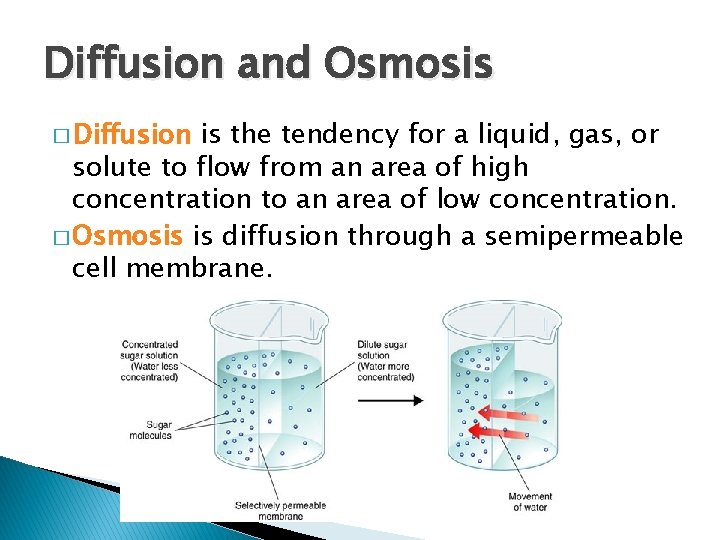Diffusion and Osmosis � Diffusion is the tendency for a liquid, gas, or solute