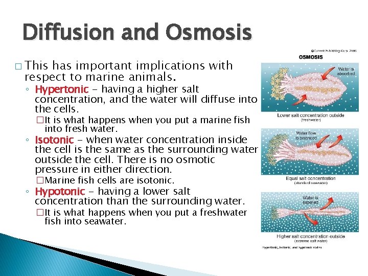 Diffusion and Osmosis � This has important implications with respect to marine animals. ◦