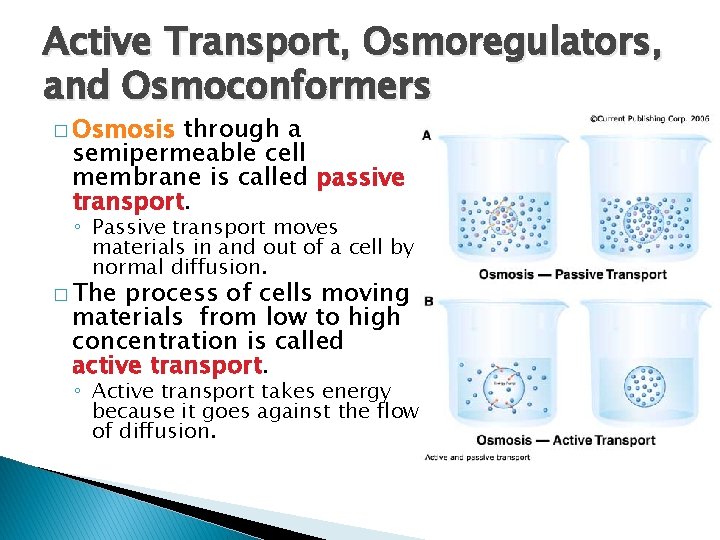 Active Transport, Osmoregulators, and Osmoconformers � Osmosis through a semipermeable cell membrane is called