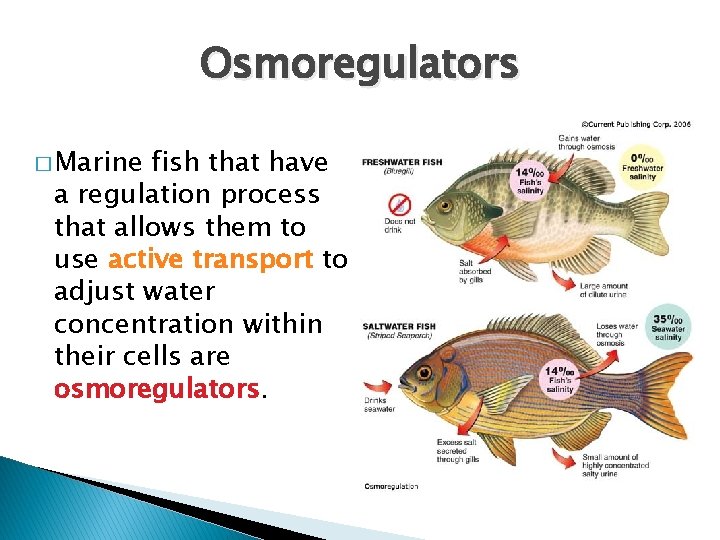 Osmoregulators � Marine fish that have a regulation process that allows them to use