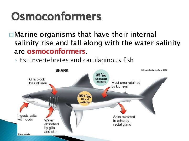 Osmoconformers � Marine organisms that have their internal salinity rise and fall along with