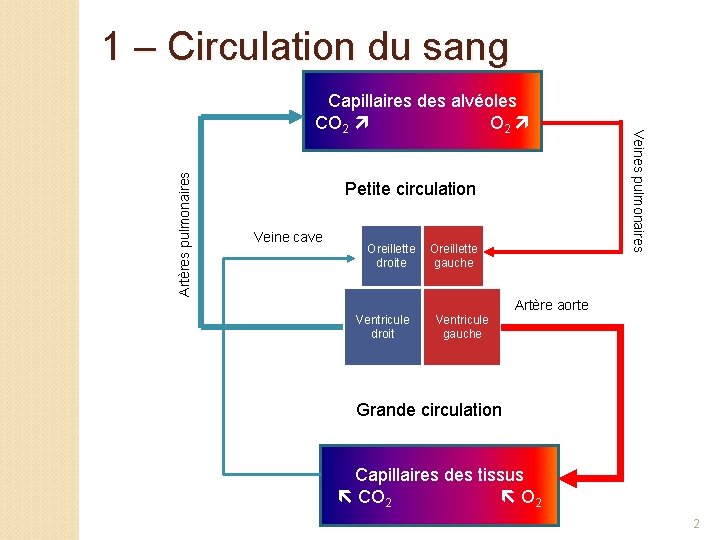 1 – Circulation du sang Artères pulmonaires Petite circulation Veine cave Oreillette droite Oreillette