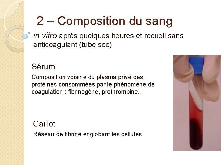 2 – Composition du sang in vitro après quelques heures et recueil sans anticoagulant