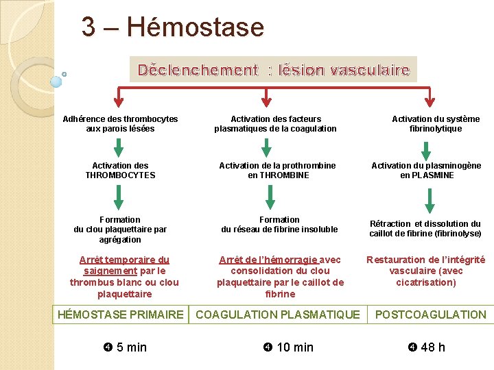 3 – Hémostase Déclenchement : lésion vasculaire Adhérence des thrombocytes aux parois lésées Activation