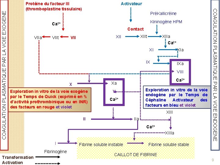 COAGULATION PLASMATIQUE PAR LA VOIE EXOGENE Activateur PréKallicréine Kininogène HPM Ca 2+ Contact VIIa