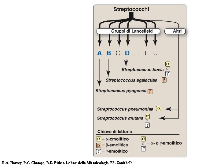 R. A. Harvey, P. C. Champe, B. D. Fisher. Le basi della Microbiologia. Ed.