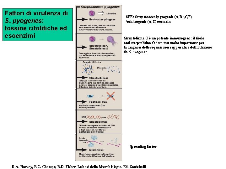 Fattori di virulenza di S. pyogenes: tossine citolitiche ed esoenzimi SPE: Streptococcal pyrogenic (A,