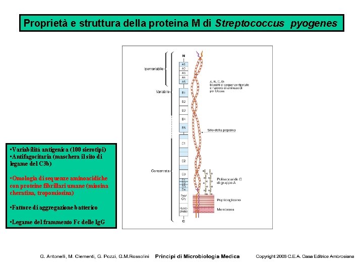 Proprietà e struttura della proteina M di Streptococcus pyogenes • Variabilità antigenica (100 sierotipi)