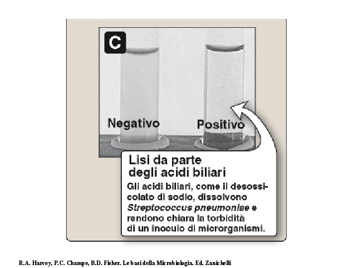 R. A. Harvey, P. C. Champe, B. D. Fisher. Le basi della Microbiologia. Ed.