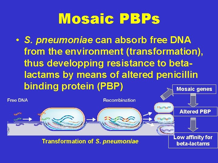 Mosaic PBPs • S. pneumoniae can absorb free DNA from the environment (transformation), thus