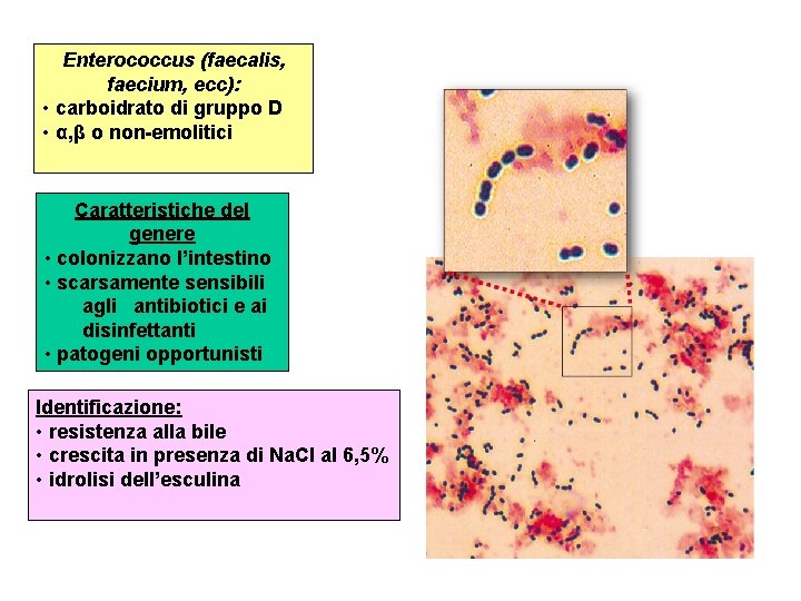 Enterococcus (faecalis, faecium, ecc): • carboidrato di gruppo D • α, β o non-emolitici