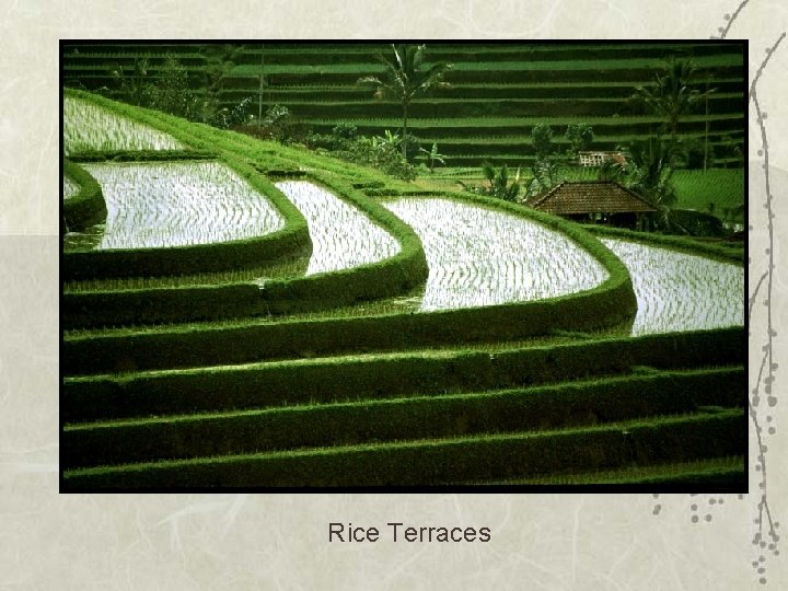 Rice Terraces 