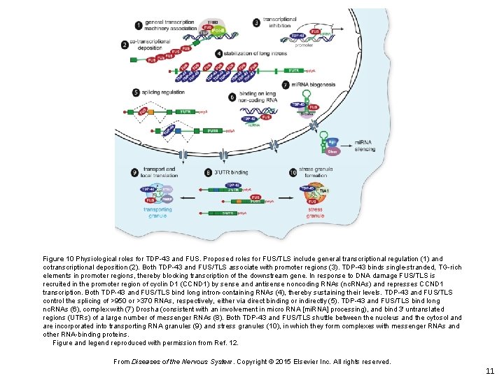 Figure 10 Physiological roles for TDP-43 and FUS. Proposed roles for FUS/TLS include general