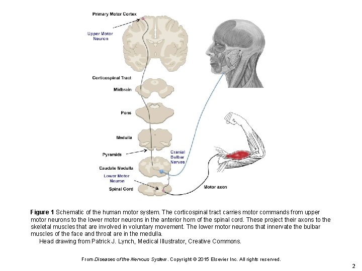 Figure 1 Schematic of the human motor system. The corticospinal tract carries motor commands