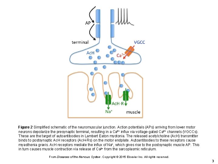 Figure 2 Simplified schematic of the neuromuscular junction. Action potentials (APs) arriving from lower