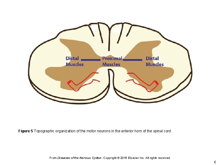 Figure 5 Topographic organization of the motor neurons in the anterior horn of the
