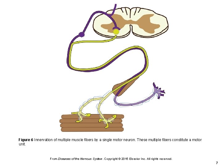 Figure 6 Innervation of multiple muscle fibers by a single motor neuron. These multiple