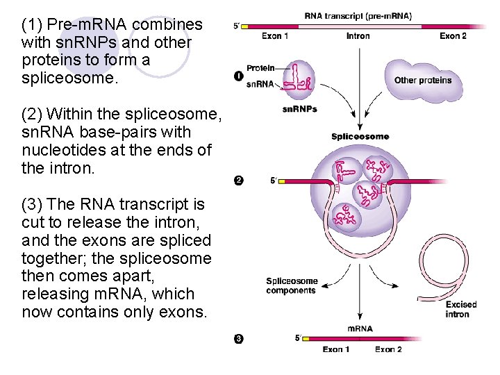 (1) Pre-m. RNA combines with sn. RNPs and other proteins to form a spliceosome. (1) Pre-m. RNA combines with sn. RNPs and other proteins to form a spliceosome.