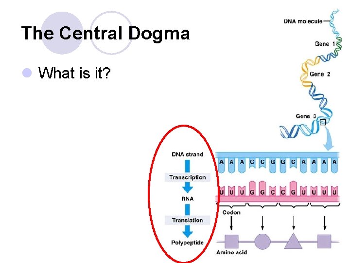 The Central Dogma l What is it? The Central Dogma l What is it?