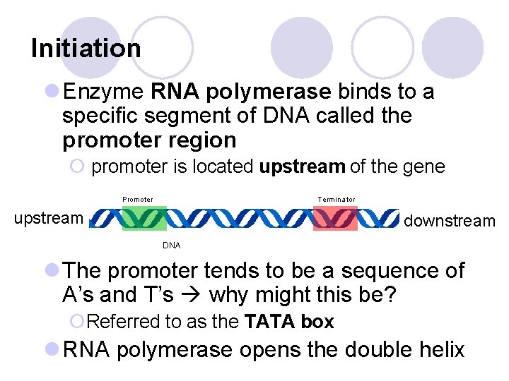 Initiation l Enzyme RNA polymerase binds to a specific segment of DNA called the Initiation l Enzyme RNA polymerase binds to a specific segment of DNA called the