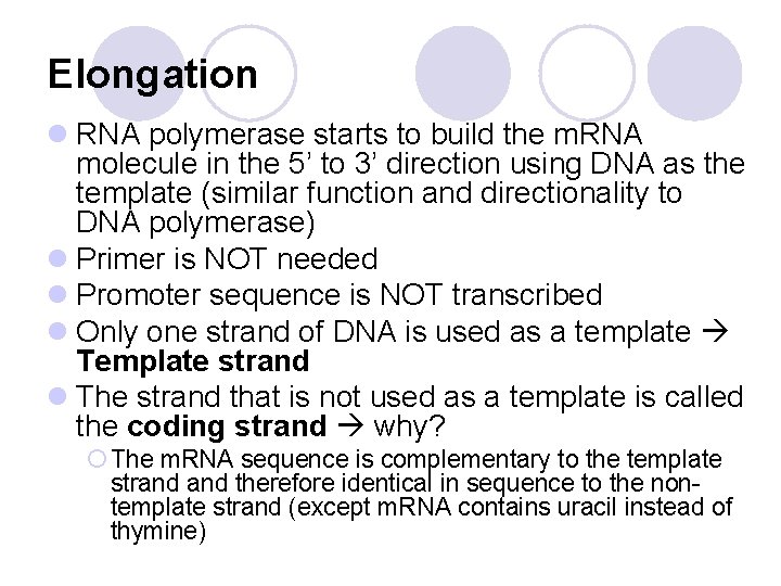 Elongation l RNA polymerase starts to build the m. RNA molecule in the 5’ Elongation l RNA polymerase starts to build the m. RNA molecule in the 5’