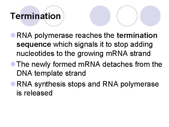 Termination l RNA polymerase reaches the termination sequence which signals it to stop adding Termination l RNA polymerase reaches the termination sequence which signals it to stop adding
