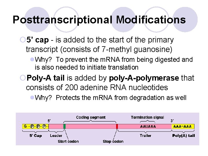 Posttranscriptional Modifications ¡ 5’ cap - is added to the start of the primary Posttranscriptional Modifications ¡ 5’ cap - is added to the start of the primary