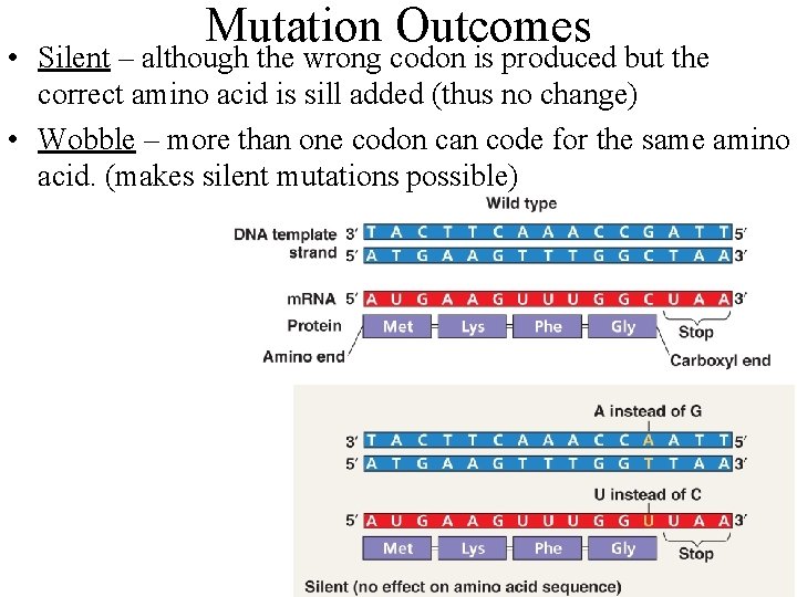 Mutation Outcomes • Silent – although the wrong codon is produced but the correct