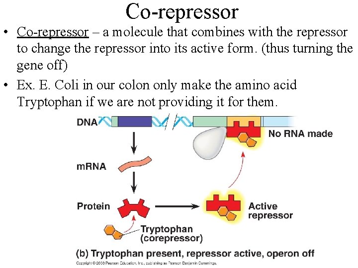Co-repressor • Co-repressor – a molecule that combines with the repressor to change the