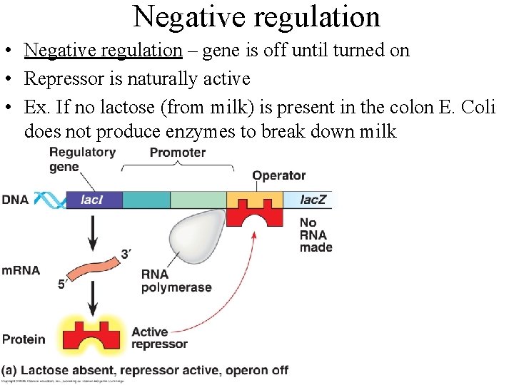 Negative regulation • Negative regulation – gene is off until turned on • Repressor