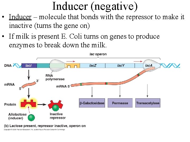 Inducer (negative) • Inducer – molecule that bonds with the repressor to make it