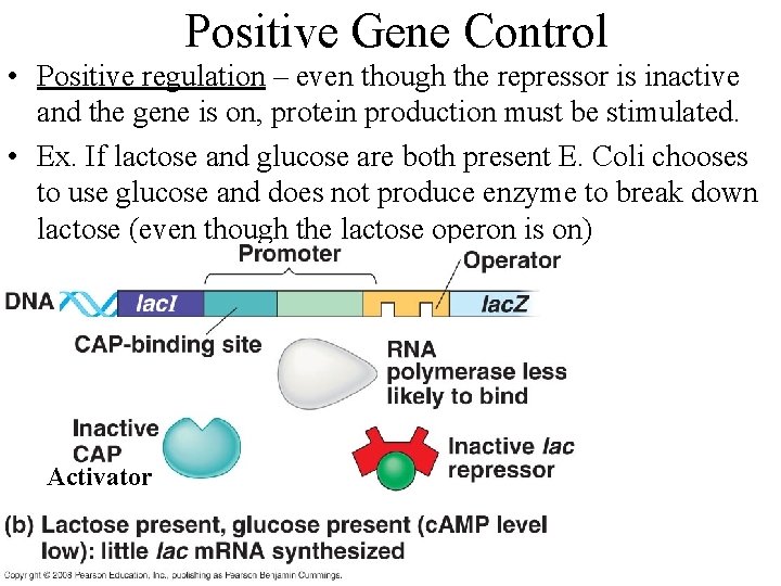 Positive Gene Control • Positive regulation – even though the repressor is inactive and