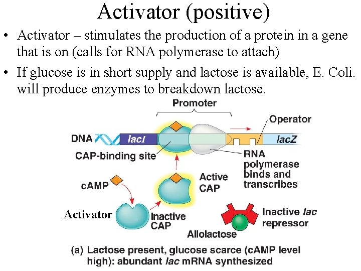 Activator (positive) • Activator – stimulates the production of a protein in a gene