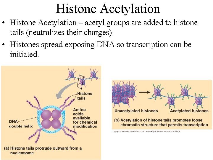 Histone Acetylation • Histone Acetylation – acetyl groups are added to histone tails (neutralizes